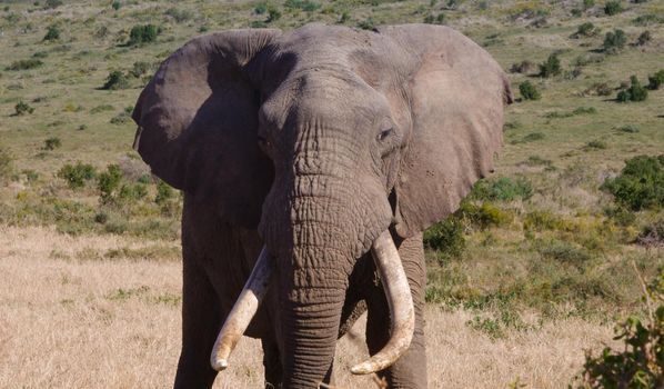 Large elephant in a herd