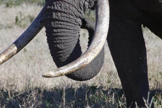 Large elephant in a herd