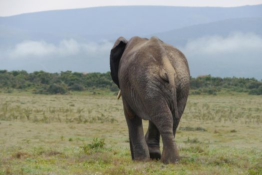 Large elephant in a herd