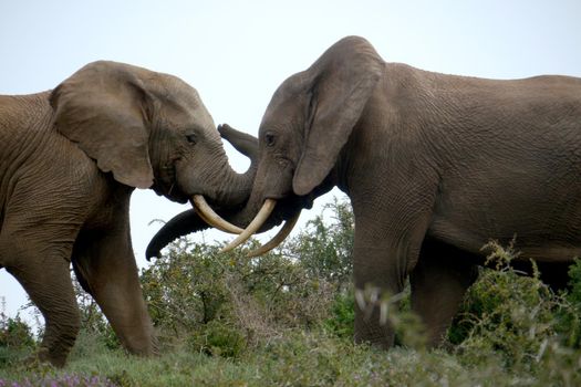 Large elephant in a herd