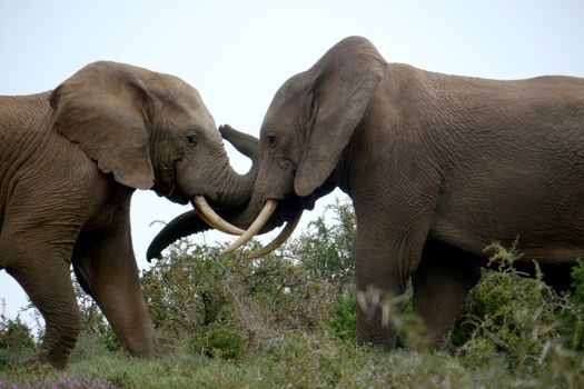 Large elephant in a herd