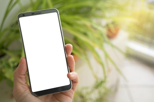 Woman holding smartphone with white screen. Plants and sun in background. Close up.