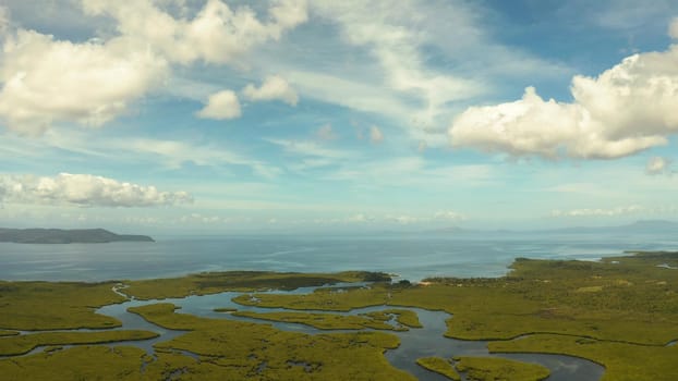 Mangrove rainforest with green trees in the sea water, aerial view. Tropical landscape with mangrove grove.