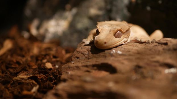 Crested gecko on stone. Closeup cute crested gecko lying and resting on rough stone in warm terrarium or in the wild tropical exotic jungle forest