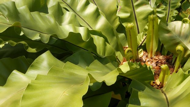 Bird's Nest fern, Asplenium nidus. Wild Paradise rainforest jungle plant as natural floral background. Abstract texture close up of fresh exotic tropical green fresh curly leaves in fantasy dark woods
