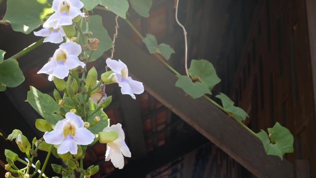 Blooming vine outside house. Green wine with pretty white flowers climbing on wall of wooden traditional thai style house on sunny day