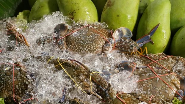 Fresh papaya and crabs for salad. Bunch of ripe papayas and raw refrigerated crabs for traditional Thai Som Tam spicy salad in ice