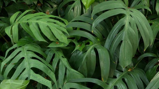 Bright juicy exotic tropical greens in the jungle forest equatorial climate. Background with unusual plant foliage swaying. Natural texture with juicy leaves. Sunlight on the palm leaf
