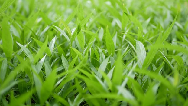 Detail leaves of green field. Field of small leaves of fresh green grass.