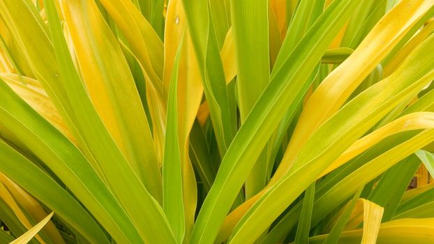 Variegated green yellow foliage. Long motley green yellow tropical plant leaves in garden. Natural tropical exotic background