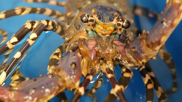Close up macro of alive raw lobsters in shop. Blue basin with ice water, delicatessen fresh uncooked mediterranean lobsters placed on stall in seafood store. Natural background with marine inhabitants