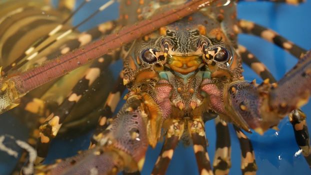 Close up macro of alive raw lobsters in shop. Blue basin with ice water, delicatessen fresh uncooked mediterranean lobsters placed on stall in seafood store. Natural background with marine inhabitants