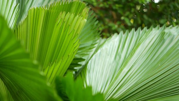 Blurred close up, bright juicy exotic tropical jungle leaves texture backdrop, copyspace. Lush foliage in garden. Abstract natural dark green vegetation background pattern, wild summer rain forest