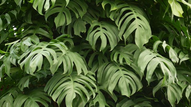 Juicy exotic tropical monstera leaves texture backdrop, copyspace. Lush foliage, greenery in paradise garden. Abstract natural dark green jungle vegetation background pattern, wild summer rain forest