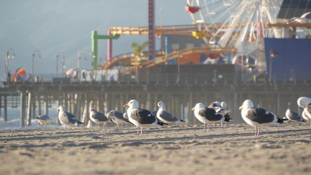 Sea gulls on sunny sandy california beach, classic ferris wheel in amusement park on pier in Santa Monica pacific ocean resort. Summertime iconic view, symbol of Los Angeles, CA USA. Travel concept.