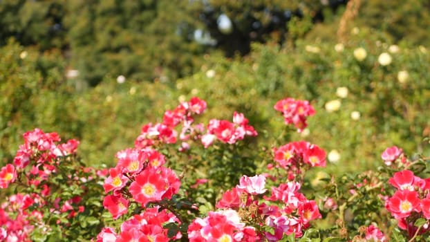 English roses garden. Rosarium Floral background. Tender flowers Blooming, honey bee collects pollen. Close-up of rosary flower bed. Flowering bush, selective focus with insects and delicate petals