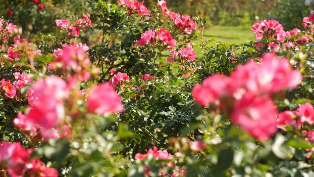 English roses garden. Rosarium Floral background. Tender flowers Blooming, honey bee collects pollen. Close-up of rosary flower bed. Flowering bush, selective focus with insects and delicate petals