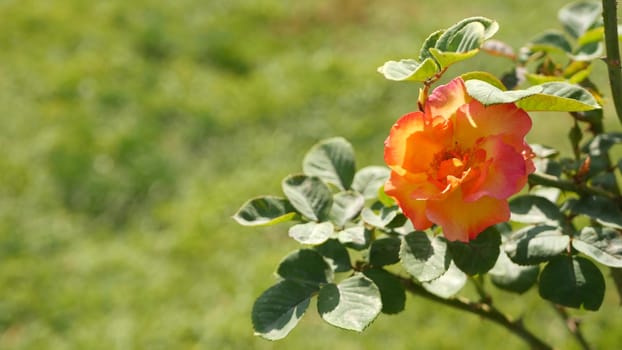 English roses garden. Rosarium Floral background. Tender flowers Blooming, honey bee collects pollen. Close-up of rosary flower bed. Flowering bush, selective focus with insects and delicate petals