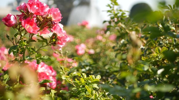 English roses garden. Rosarium Floral background. Tender flowers Blooming, honey bee collects pollen. Close-up of rosary flower bed. Flowering bush, selective focus with insects and delicate petals