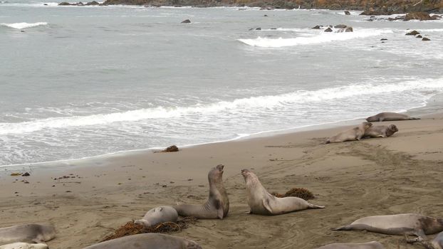 Funny lazy elephant seals on sandy pacific ocean beach in San Simeon, California, USA. Awkward fat mirounga earless sea lions with unusual proboscis roaring. Alpha male playful reproductive behavior.