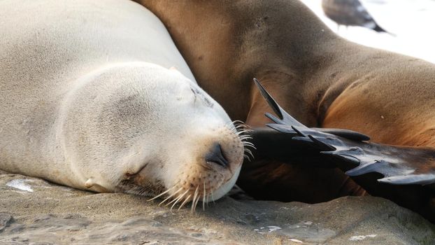 Cute baby cub, sweet sea lion pup and mother. Funny lazy seals, ocean beach wildlife, La Jolla, San Diego, California, USA. Funny awkward sleepy marine animal on pacific coast. Family love and care.