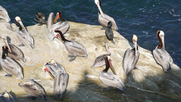 Brown pelicans with throat pouch and double-crested cormorants after fishing, rock in La Jolla Cove. Sea bird with large beak on cliff over pacific ocean in natural habitat, San Diego, California USA.