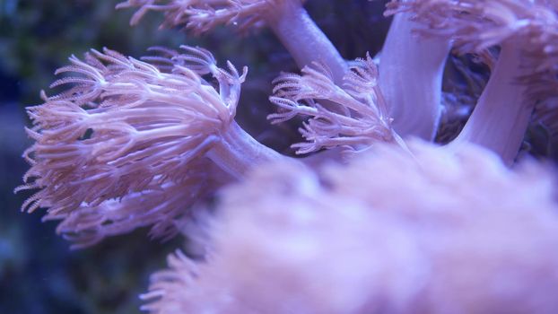 Soft corals in aquarium. Closeup Anthelia and Euphyllia corals in clean blue water. marine underwater life. Violet natural background, copy space selective focus, endangered species, global warming