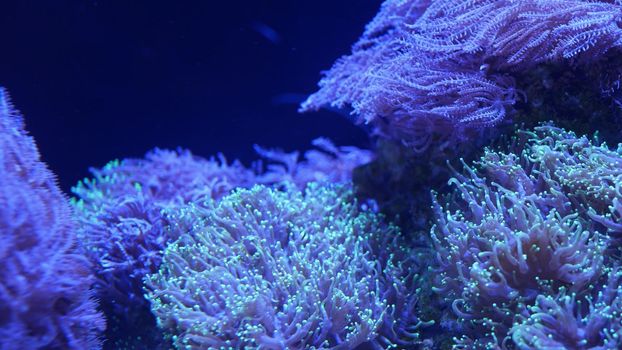 Soft corals in aquarium. Closeup Anthelia and Euphyllia corals in clean blue water. marine underwater life. Violet natural background, copy space selective focus, endangered species, global warming