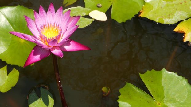 Floating water lilies in pond. From above of green leaves with pink water lily flowers floating in tranquil water. symbol of buddhist religion on sunny day. Floral background