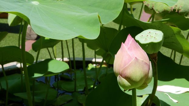 Pink lotus flower with green leaves in pond. Beautiful partly white lotus flower as symbol of Buddhism floating on pond water on sunny day. Buddhist religion. Floral background