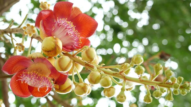 Exotic flowers and tree. Dangerous large powerful green tropical tree cannonball salalanga blooming beautiful orange pink tender flowers. Natural tropical exotic background.