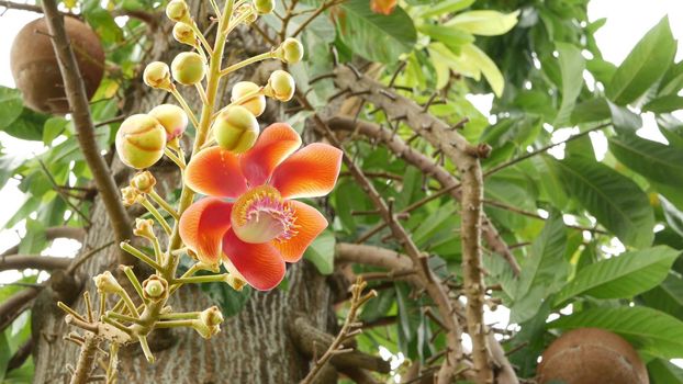 Exotic flowers and tree. Dangerous large powerful green tropical tree cannonball salalanga blooming beautiful orange pink tender flowers. Natural tropical exotic background.