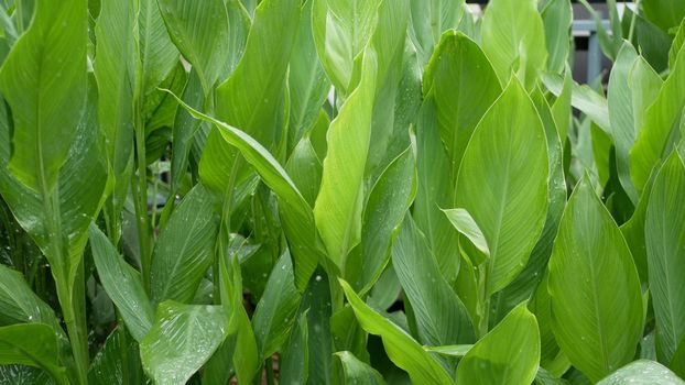 Banana leaf wall. Large tropical fresh green banana tree leaves. Natural tropical exotic background.