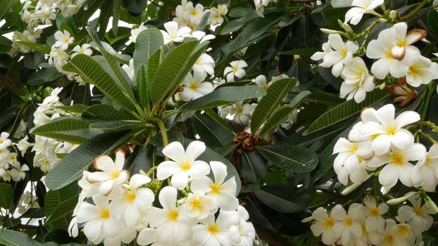 Many exotic white flowers. Blooming Frangipani Plumeria Leelawadee set of white tropical flowers on green tree. Natural tropical exotic background.