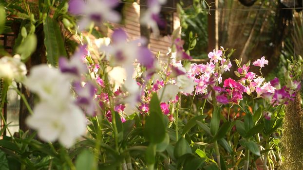 Beautiful lilac purple and magenta orchids growing on blurred background of green park. Close up macro tropical petals in spring garden among sunny rays. Exotic delicate floral blossom, copy space