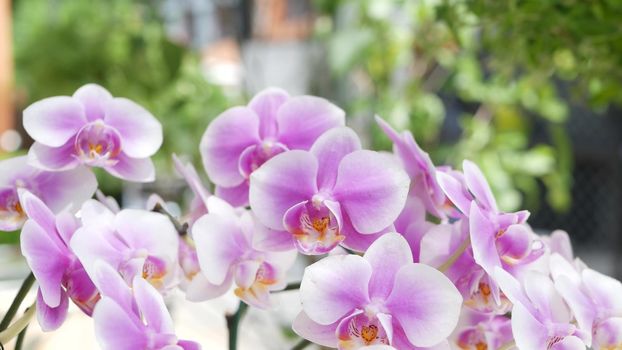 Beautiful lilac purple and magenta orchids growing on blurred background of green park. Close up macro tropical petals in spring garden among sunny rays. Exotic delicate floral blossom, copy space