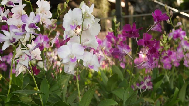 Beautiful lilac purple and magenta orchids growing on blurred background of green park. Close up macro tropical petals in spring garden among sunny rays. Exotic delicate floral blossom, copy space
