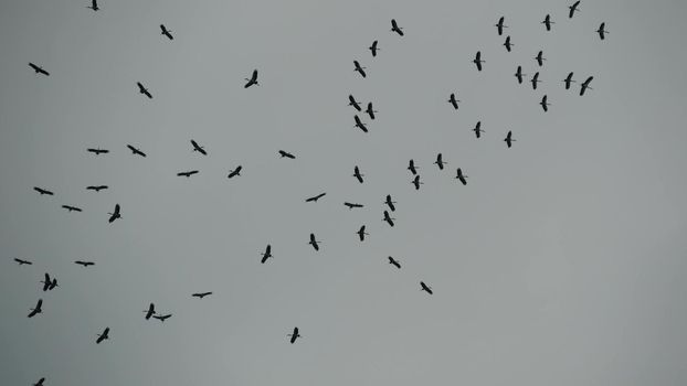 From below flock of storks flying against gray cloudy sky. Silhouettes of soaring birds as a symbol of freedom and nature. Concept of conservation of the environment and endangered species of animals.