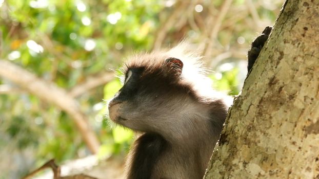 Cute spectacled leaf langur, dusky monkey on tree branch amidst green leaves in Ang Thong national park in natural habitat. Wildlife of endangered species of animals. Environment conservation concept.