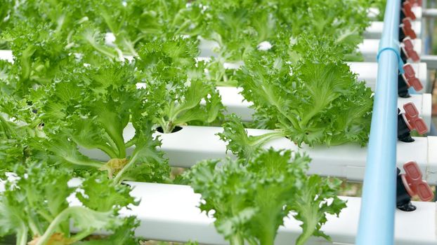Rows of fresh juicy plants growing on modern ecological hydroponic farm, garden beds. Concept of healthy, eco friendly balanced diet rich in vitamins. Agricultural technologies, go green innovations