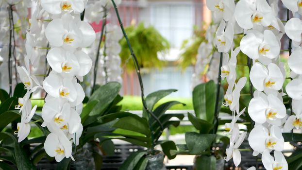 Delicate white elegant orchid flowers with yellow centers in sunlight. Close up macro of tropical petals in spring garden. Abstract natural exotic background with copy space. Floral blossom pattern