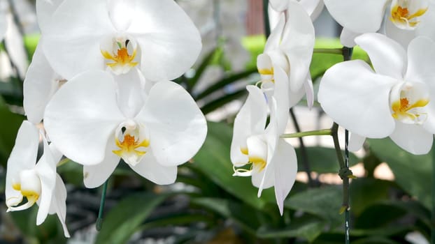 Delicate white elegant orchid flowers with yellow centers in sunlight. Close up macro of tropical petals in spring garden. Abstract natural exotic background with copy space. Floral blossom pattern