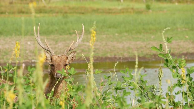 Young strong graceful deer, green pasture with green juicy grass. Spring meadow with cute animals. Livestock field in tropical Asia. Natural lagndaschaft with group of fawns. Environment conservation.