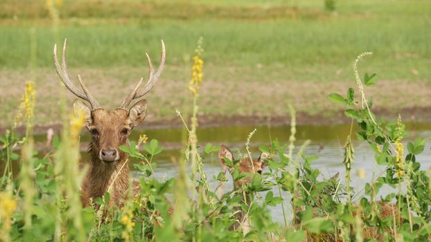 Young strong graceful deer, green pasture with green juicy grass. Spring meadow with cute animals. Livestock field in tropical Asia. Natural lagndaschaft with group of fawns. Environment conservation.