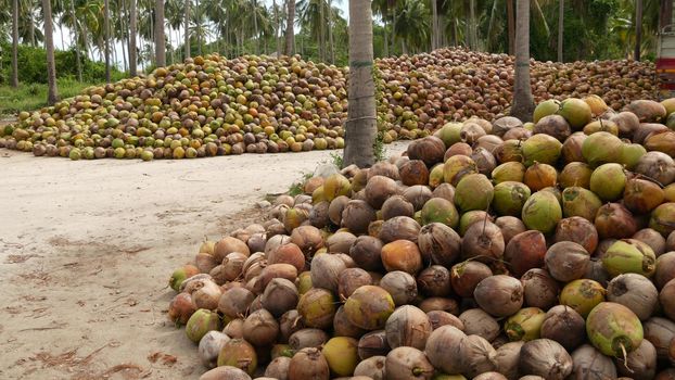 Coconut farm with big coconut ready for production. Large piles of ripe sorted coconuts for production of oil and pulp on coconut farm in Samui Thailand.