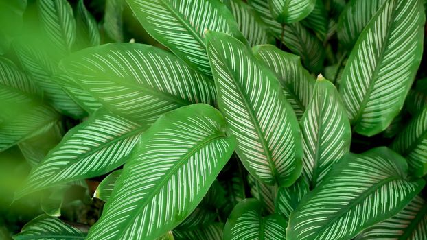 Bright juicy exotic tropical greenery in jungle. Selective focus natural organic background, unusual plant foliage. Calm relaxing wild paradise rainforest abstract fresh leaves texture, bokeh. Ecology