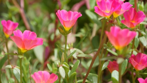 Pink flowers growing in garden. Beautiful pink flowers growing on green flowerbed on sunny day in park in summer.