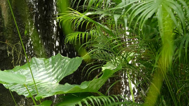 Splashing water in rainforest. Jungle tropical exotic background with stream and wild juicy green leaves in the woods. Rain forest or garden greenery. Fresh vibrant paradise plants foliage with bokeh.