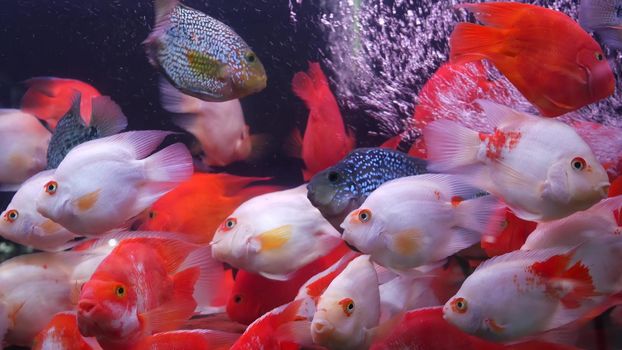 Diversity of tropical fishes in exotic decorative aquarium. Assortment in chatuchak fish market pet shops. Close up of colorful pets displayed on stall. Variety for sale on counter, trading on bazaar