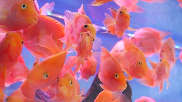 Diversity of tropical fishes in exotic decorative aquarium. Assortment in chatuchak fish market pet shops. Close up of colorful pets displayed on stall. Variety for sale on counter, trading on bazaar